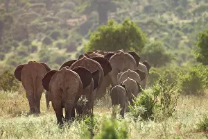Oxyotis: African Bush / African Savanna Elephant - rear view of herd