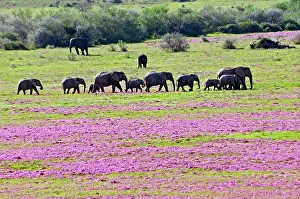 Ainmal: African Bush Elephant