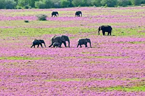 Ainmal: African Bush Elephant