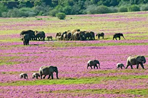 Ainmal: African Bush Elephant