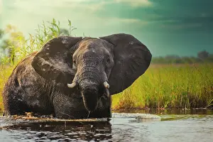 Okavango: African bush elephant or African Elephant (Loxodonta