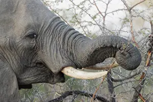 Locust: African bush elephant or African savanna elephant