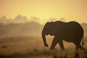 Daybreaks: African bush elephant or African savanna elephant