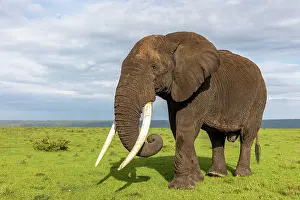 Parc: AFRICAN BUSH ELEPHANT OR AFRICAN SAVANNA ELEPHANT