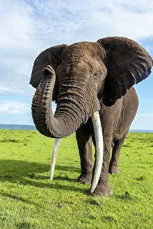 Parc: AFRICAN BUSH ELEPHANT OR AFRICAN SAVANNA ELEPHANT