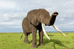 Parc: AFRICAN BUSH ELEPHANT OR AFRICAN SAVANNA ELEPHANT