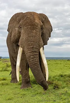 Parc: AFRICAN BUSH ELEPHANT OR AFRICAN SAVANNA ELEPHANT