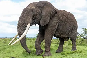 Parc: AFRICAN BUSH ELEPHANT OR AFRICAN SAVANNA ELEPHANT