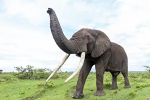 Parc: AFRICAN BUSH ELEPHANT OR AFRICAN SAVANNA ELEPHANT