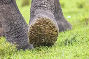 Parc: AFRICAN BUSH ELEPHANT OR AFRICAN SAVANNA ELEPHANT