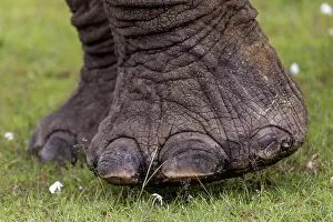 Parc: AFRICAN BUSH ELEPHANT OR AFRICAN SAVANNA ELEPHANT