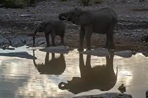 Thirst: AFRICAN BUSH ELEPHANT OR AFRICAN SAVANNA ELEPHANT