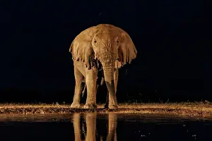 Mare: AFRICAN BUSH ELEPHANT OR AFRICAN SAVANNA ELEPHANT