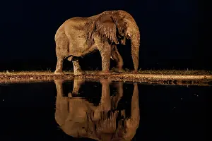 Mare: AFRICAN BUSH ELEPHANT OR AFRICAN SAVANNA ELEPHANT