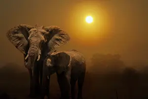 Transborder: African bush elephant female (Loxodonta africana)