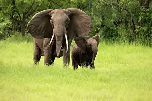 Rich Thomas: African Bush Elephant - female with young calf