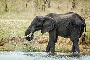 Zimbabwe: African bush elephant in Kruger National park