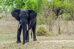 Zimbabwe: African bush elephant in Kruger National park