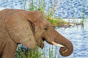 Gonarezhou: African bush elephant in Kruger National park, South
