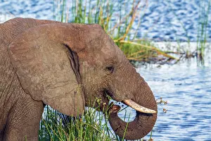 Gonarezhou: African bush elephant in Kruger National park, South