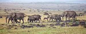 Leadership: African Bush Elephant (Loxodonta africana)