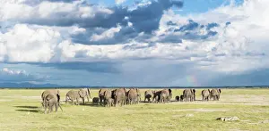Leaving: African bush elephant (Loxodonta africana)