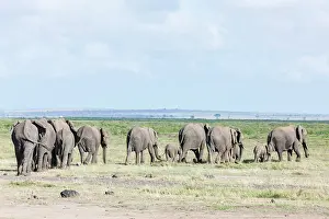 Leaving: African bush elephant (Loxodonta africana)