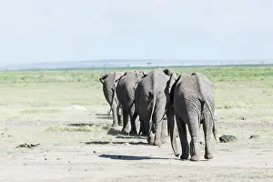 Leaving: African bush elephant (Loxodonta africana)