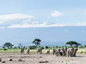 Marching: African bush elephant (Loxodonta africana)