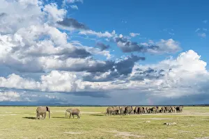 Leaving: African bush elephant (Loxodonta africana)