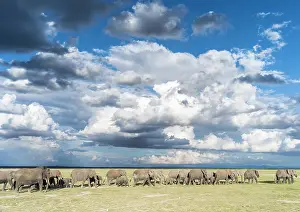 Leaving: African bush elephant (Loxodonta africana)