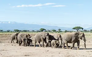 Cuddly: African bush elephant (Loxodonta africana)