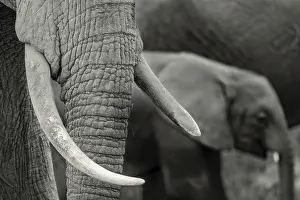 Amboseli: African bush elephant (Loxodonta africana) detail