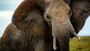 Amboseli: African bush elephant (Loxodonta africana). Amboseli
