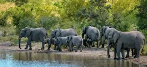 Plans: African bush elephant (Loxodonta africana), also