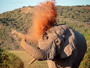Cleanse: African bush elephant (Loxodonta africana), or African
