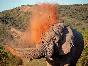 Blowing: African bush elephant (Loxodonta africana), or African