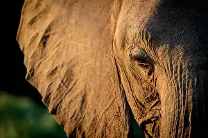 Tuli: African bush elephant (Loxodonta africana), also