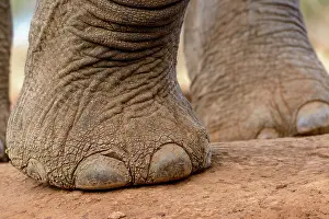 Nails: African Bush Elephant (Loxodonta africana). Detail