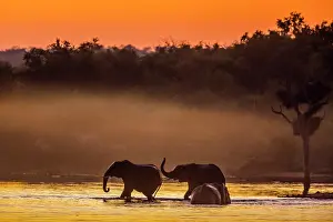 Baths: Three African bush elephant (Loxodonta africana)