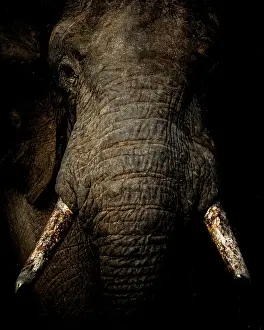 Transborder: African bush elephant (Loxodonta africana), or African