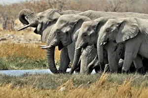 Nosed: African Bush Elephant (Loxodonta africana), Savanna