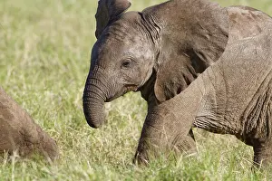 Walks: African bush elephant (Loxodonta africana)