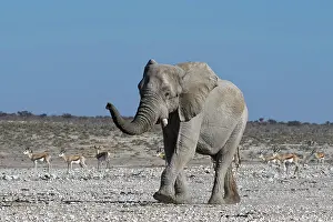 Antilopini: African bush elephant (Loxodonta africana), adult