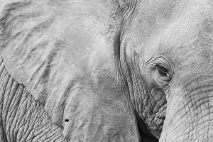 Transvaal: African Bush Elephant (Loxodonta africana), adult