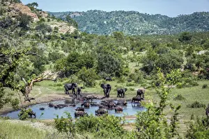 Buffalos: African bush elephant (Loxodonta africana) and african