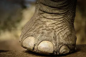Transborder: African bush elephant (Loxodonta africana) details