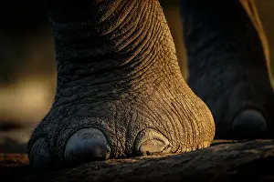 Transborder: African bush elephant (Loxodonta africana) details