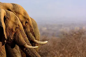 Drunk: African bush elephant (Loxodonta africana) drinking