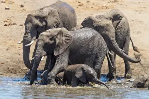 Baths: African Bush Elephant (Loxodonta africana), a herd